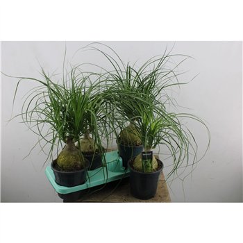 Nolina Beaucarnea recurvata Nolina Beaucarnea bulb 45 cm fi17 cm Q872