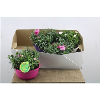 Dianthus oscar Dianthus Hello Spring 25 cm fi19 cm Q2368