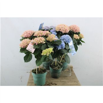 Hortenzija macr  mix Hydr Macr Mag Revo Mix stebl.s 45 cm fi14 cm Q4103