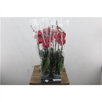 Orhideja Phalaenopsis asian coral Phal Asian Coral 2 stebl. 65 cm fi12 cm Q5017