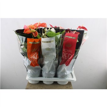 Anthurium andr  mix Anthu An Mix Royal 5+ 60 cm fi17 cm Q693