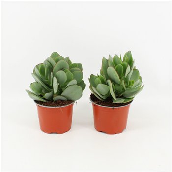 Crassula arborescens 20 cm fi12 cm Q1103