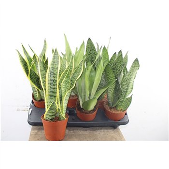 Taščin jezik - Sanseveria trifasciata Taščin jezik - Sanseveria Mix 35 cm fi12 cm Q1903