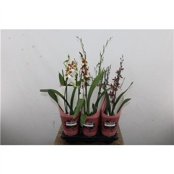 Cambria grp mix 3 colours Cambria Mix 2 stebl. 50 cm fi12 cm Q2037