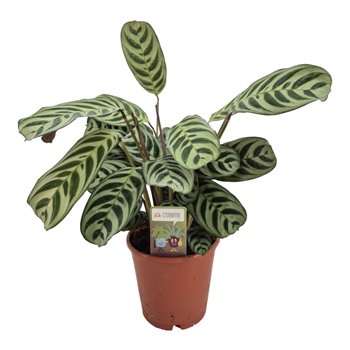 Ctenanthe burle marxii 35 cm fi14 cm Q2324