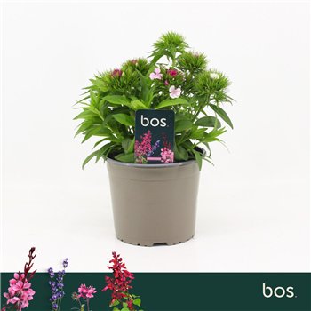 Barbatus Dart Pink Magician Dianthus Barbatus  Dart Pink Magician 1 pp 30 cm fi17 cm Q2407