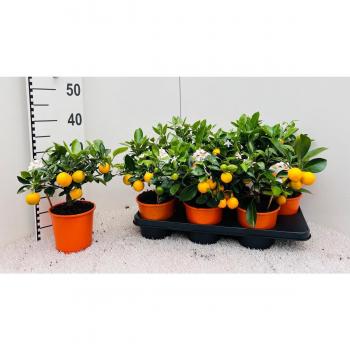 Citrus microcarpa Calamondin medi-stem 35 cm fi14 cm Q2843
