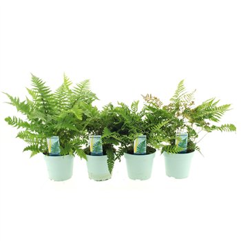 Varens mix Buitenvarens Mix 40 cm fi17 cm Q3039