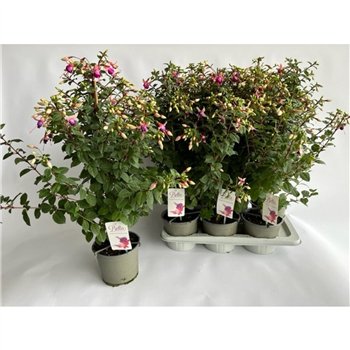 Fuchsia bella fuchsia nora ellebel 70 cm fi17 cm Q3418