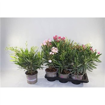 Nerium oleander Nerium Oljka Oleander Mix 50 cm fi17 cm Q3655