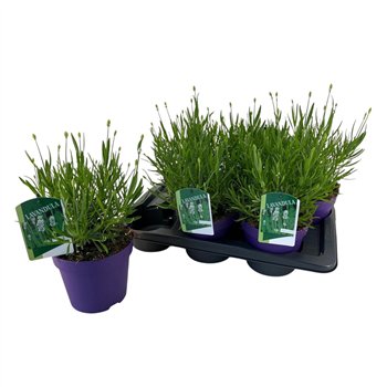 Lavandula aromance white Lavandula Ang  Aromance White 35 cm fi17 cm Q3670