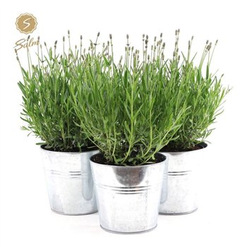 Lavandula angustifolia felice Lavandula Ang Felice In Zinc 40 cm fi15 cm Q3671