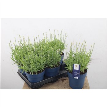 Lavandula angustifolia felice light pink Lavandula Ang Felice Light Blue 30 cm fi15 cm Q3692