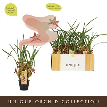 Orchidee Maxillaria 40 cm fi9 cm Q4452