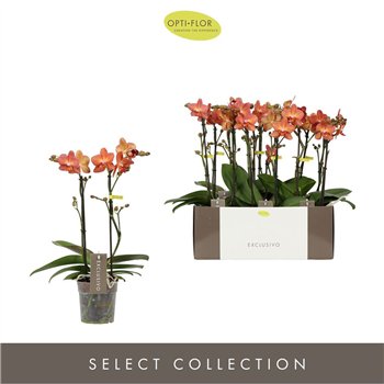 Orhideja Phalaenopsis multiflora oranje Phal Opti Eos 2 stebl. 45 cm fi12 cm Q5022