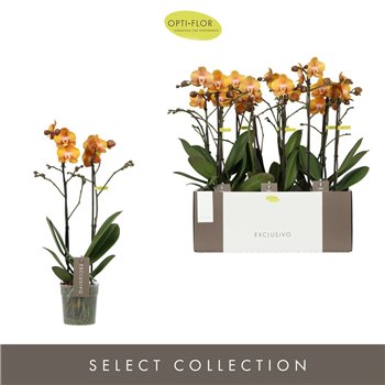 Orhideja Phalaenopsis multiflora anthura las vegas Phal Opti Las Vegas 2 stebl. 45 cm fi12 cm Q5054