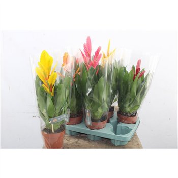 Vriesea mix Vriesea Mix Cupcake 45 cm fi12 cm Q5848