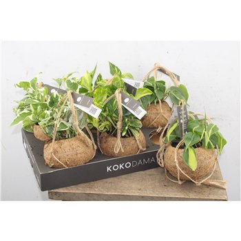 Scindapsus 20 cm fi15 cm Q6154