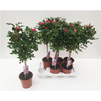 Vrtnica stebl.s Fuchsia 80 cm fi17 cm Q6214