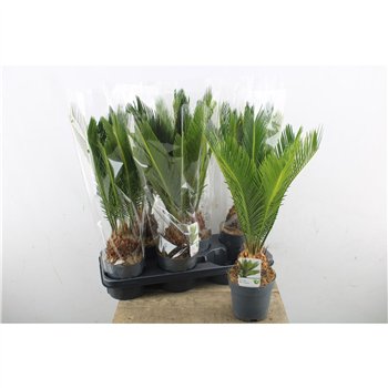 Palma Cikas revoluta 50 cm fi14 cm Q6303