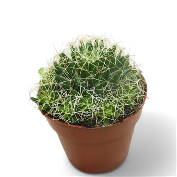 Mammillaria Longimamma 15 cm fi8.5 cm Q1904
