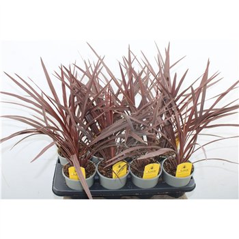 Cordyline australis red star 50 cm fi13 cm Q2320