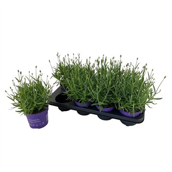 Lavandula havanna dark 25 cm fi12 cm Q3597