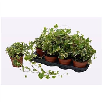 Hedera helix golden kolibri Hed He Golden Kolibri 25 cm fi13 cm Q3908