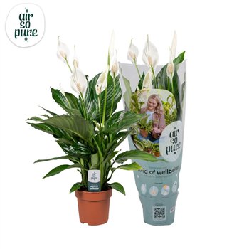 Spatifil sweet ricardo 5+ flower - AirSoPure sleeve + etiket 60 cm fi13 cm Q4722