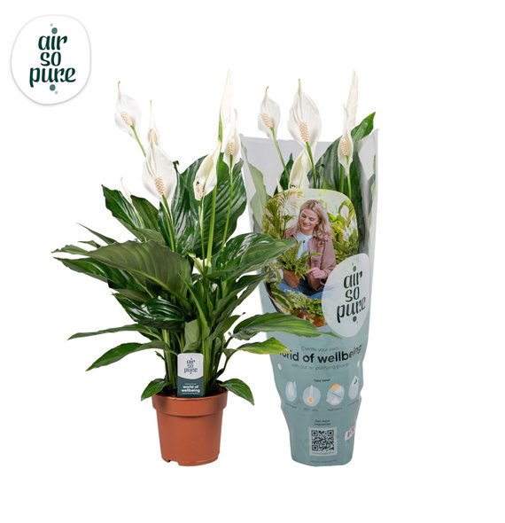 Spatifil sweet ricardo 5+ flower - AirSoPure sleeve + etiket 60 cm fi13 cm Q4722 Spatifil sweet ricardo 5+ flower - AirSoPure sleeve + etiket 60 cm fi13 cm Q4722