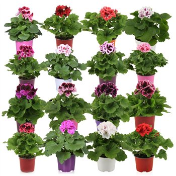 Pelargonium grandiflorum Pelargonium Grandiflorum mix per laag 1 pp 27 cm fi12 cm Q5705