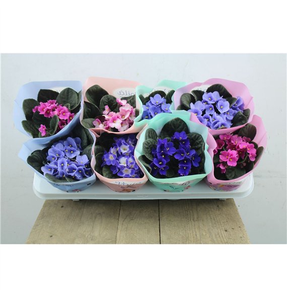 Vijolica mix Vijolica Mix Voila La Fleur 20 cm fi12 cm Q6284 Vijolica mix Vijolica Mix Voila La Fleur 20 cm fi12 cm Q6284