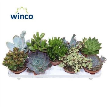Sukulente Mix 20 cm fi12 cm Q1866