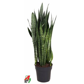 Taščin jezik - Sanseveria zeylanica 110 cm fi30 cm Q5039