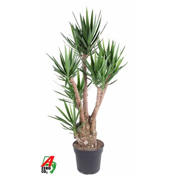 Juka branched 4 5-arm 190 cm fi40 cm Q5334