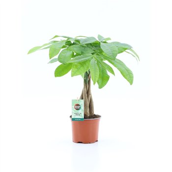 Pachira aquatica Pachira Aquatica - 3 stem 3 pp 40 cm fi12 cm Q4277