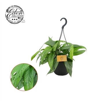 Epipremnum pinnatum cebu blue Epipremnum Cebu blue 15cm HP 7 pp 20 cm fi15 cm Q2158