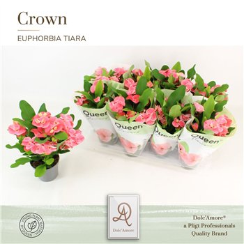 Euphorbia milii charlotte Euphorbia Tiara Charlotte Roze P12 Queen 5 fl  13 cm diameter 1 pp 22 cm fi12 cm Q1452