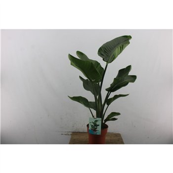 Strelicija nicolai 90 cm fi19 cm Q9069