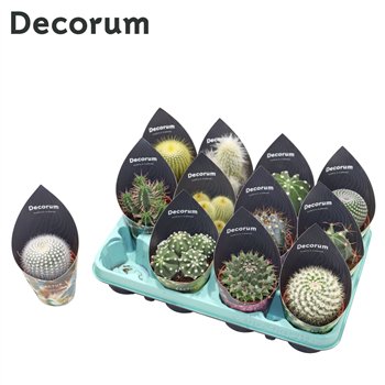 Kaktus mix 12 kinds(Decorum) 18 cm fi8.5 cm Q1523