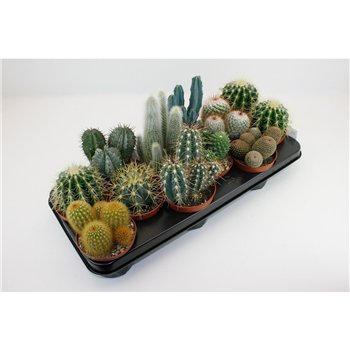 Kaktus mix 6 kinds 15 cm fi10.5 cm Q1540