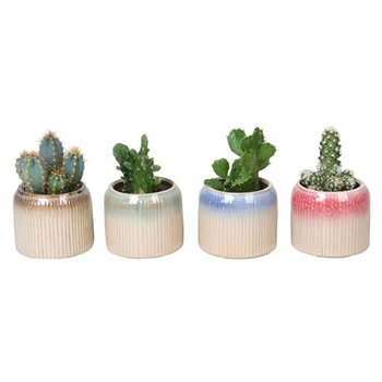 CACTUS MIX L 67125 W  Kaktus MIX 6 cm 17 cm fi6 cm Q1572