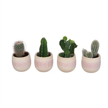 L 67135 Kaktus MIX 6 cm 17 cm fi6 cm Q1620