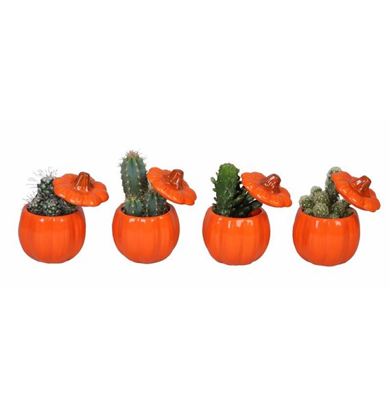 L 66505 W Kaktus MIX P6 17 cm fi6 cm Q1633 L 66505 W Kaktus MIX P6 17 cm fi6 cm Q1633