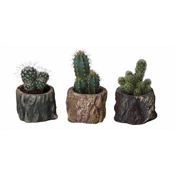 L 66493 W  Kaktus mixed P6 17 cm fi6 cm Q1641