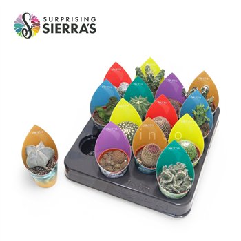 Kaktus mix 14 kinds (sierra) 12 cm fi5.5 cm Q1562