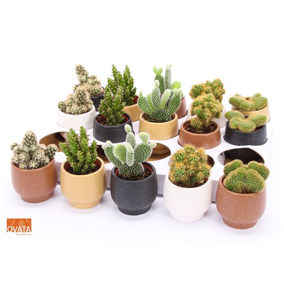 Kaktus mix 5 kinds SuPure® - Kaktus mix in Mumbai 7 spines 9 cm fi7 cm Q1487 Kaktus mix 5 kinds SuPure® - Kaktus mix in Mumbai 7 spines 9 cm fi7 cm Q1487