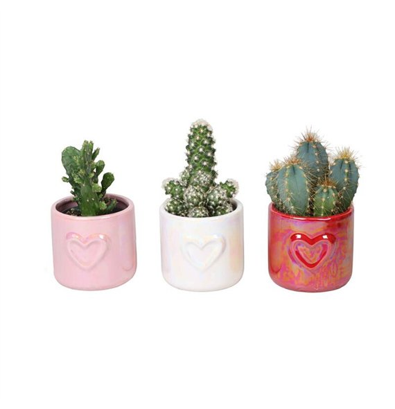 L 66203 W Kaktus MIX 6 cm 15 cm fi6 cm Q1604 L 66203 W Kaktus MIX 6 cm 15 cm fi6 cm Q1604
