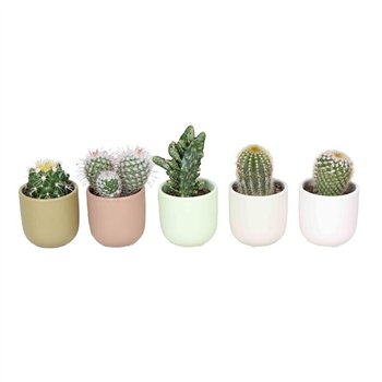 L 67360 W  Kaktus MIX 6 cm 17 cm fi6 cm Q1631