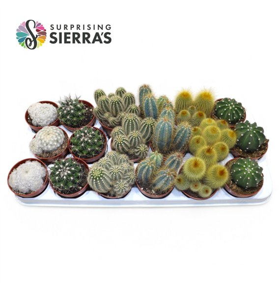Kaktus mix Sierras® - Granada Kaktus Mix (Prime) 15 cm fi8.5 cm Q1483 Kaktus mix Sierras® - Granada Kaktus Mix (Prime) 15 cm fi8.5 cm Q1483